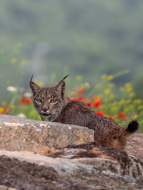 Photo iberian lynx lynx pardinus jaen spain