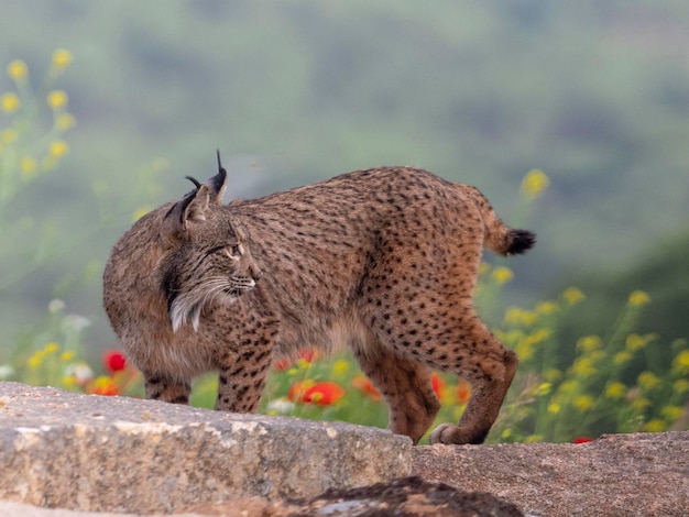 Photo iberian lynx lynx pardinus jaen spain