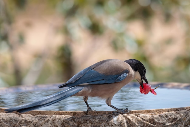 Iberian magpie (Cyanopica cooki). Bird eating a grape.