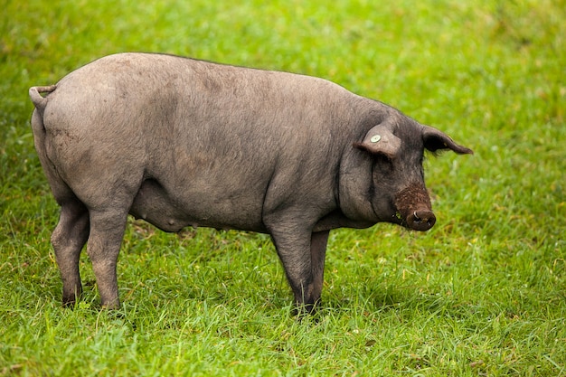 Iberian pig grazing in the pasture