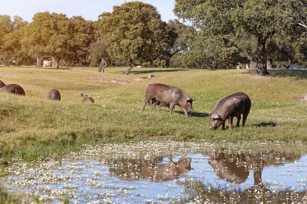 Iberian pigs grazing in the countryside 