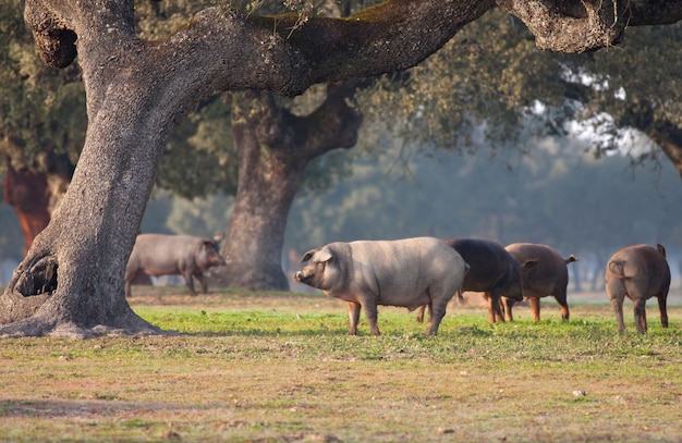 Iberian pigs grazing