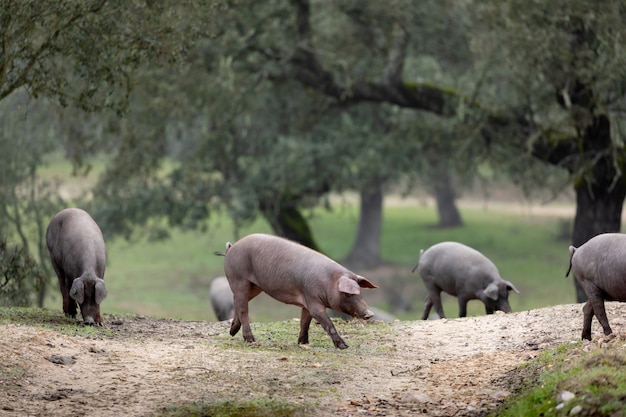 Iberian pigs grazing