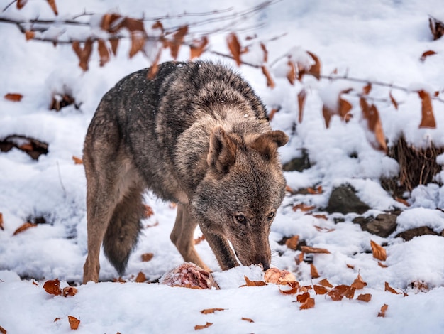 Iberian wolf Canis lupus signatus on snow