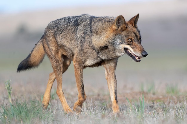 Iberian wolf Canis lupus signatus Zamora Spain