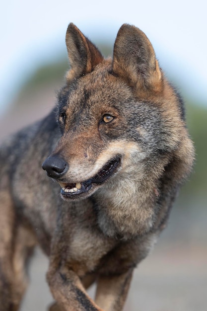 Iberian wolf Canis lupus signatus Zamora Spain