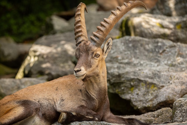 Ibex fight in the rocky mountain area Wild animals in captivity Two males fighting for females