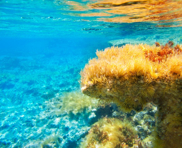 Ibiza Formentera underwater anemone seascape