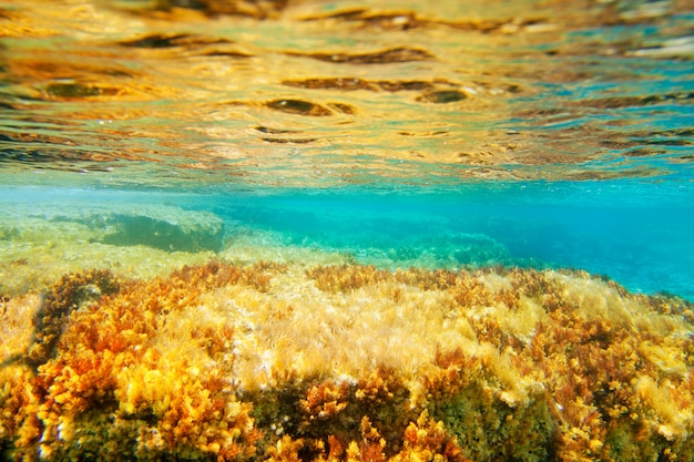 Ibiza Formentera underwater anemone seascape