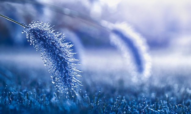 An ice-covered ear of a cereal plant. The first autumn frosts, worsening weather.