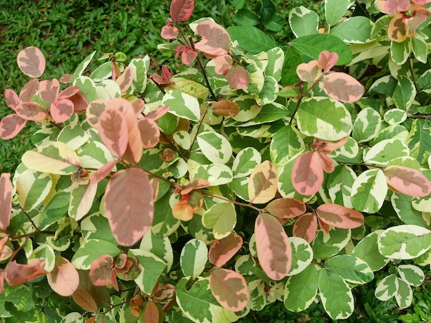 An ice cream bush plant with green and pink leaves