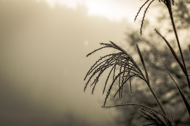 Ice Crystals around frosted plant in winter with white space