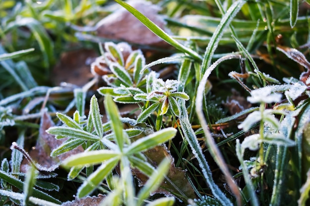 Ice on green leaves of grass closeup