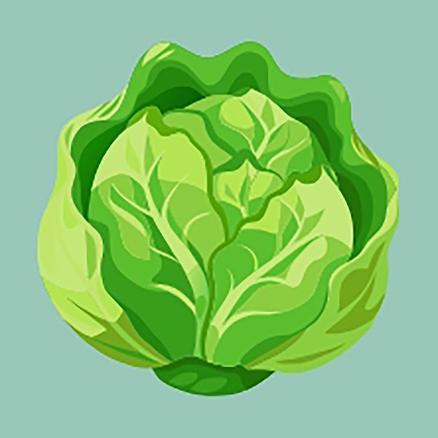 Photo iceberg lettuce food vector illustration