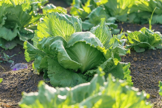 Iceberg lettuce growing in the field