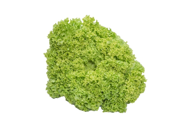 Iceberg lettuce isolated on white background