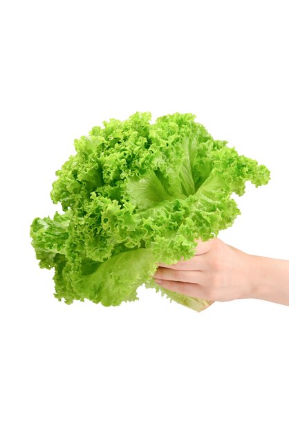 Iceberg lettuce in woman hands isolated on white surface