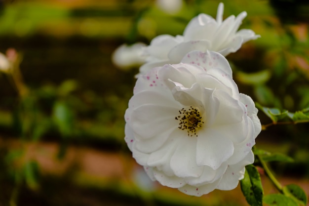 Iceberg variety of ornamental white snowy rose grown in the Palermo rose garden in Buenos Aires. Ornamental plants