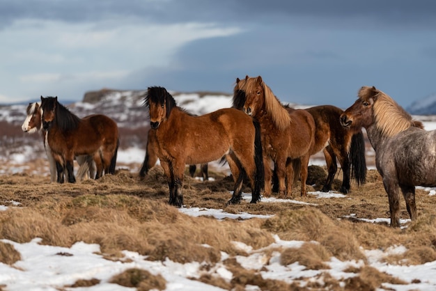 Icelandic horse is a breed of horse developed from ponies taken to Iceland by Norse settlers