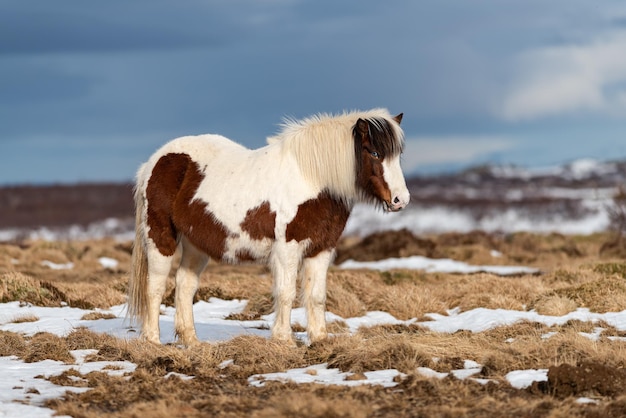 Icelandic horse is a breed of horse developed from ponies taken to Iceland by Norse settlers