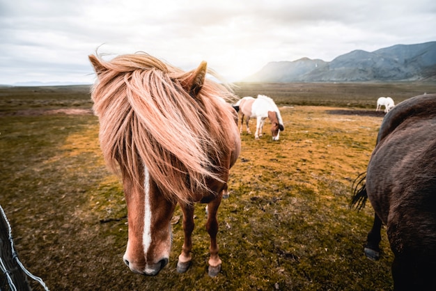 Icelandic horse in scenic nature of Iceland.