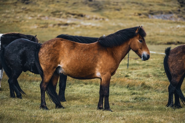 Icelandic horse in scenic nature of Iceland.