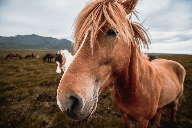 Icelandic horse in scenic nature of Iceland.