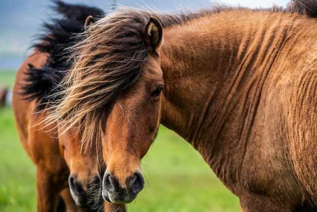 Icelandic horse in scenic nature of Iceland.