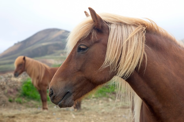 Icelandic horses against a mountain landscape
