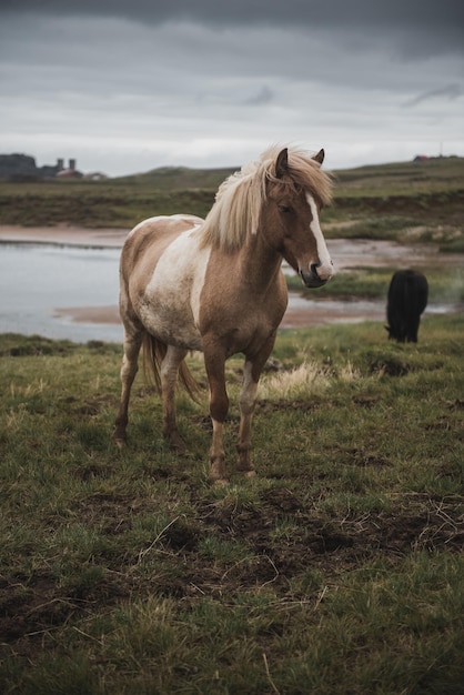 Icelandic horses in the field of scenic nature landscape of Iceland