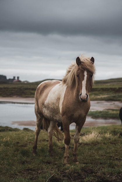 Icelandic horses in the field of scenic nature landscape of Iceland