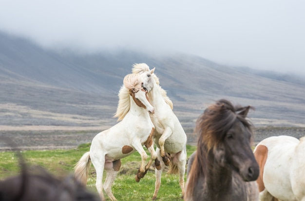 Icelandic horses