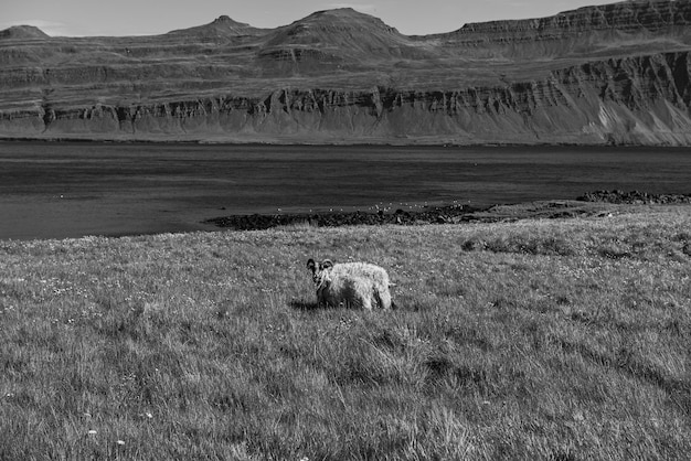 Icelandic single sheep