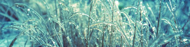 Icy grass in winter Winter field after freezing rain Nature background Horizontal banner