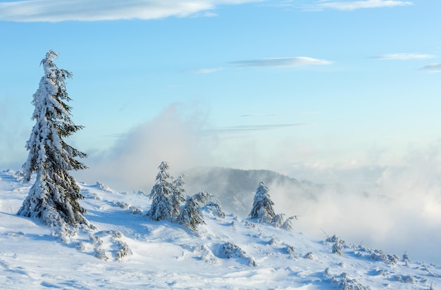 Icy snowy fir trees on winter morning hill in cloudy weather (Carpathian).