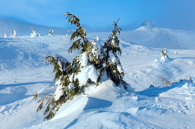 Icy snowy fir trees on winter morning hill in cloudy weather (Carpathian).