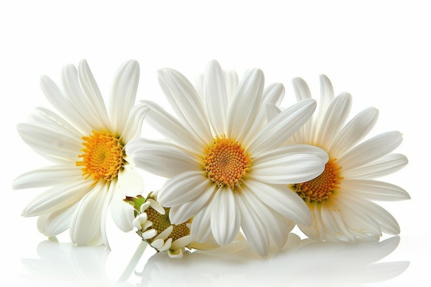 Ideal spring daisies on white background with clipping path