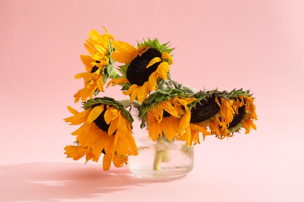 Not ideal sunflowers bouquet in glass vase on pink background with shadow