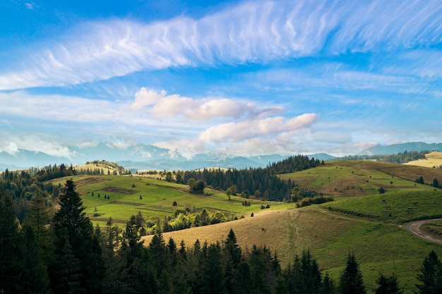 Idyllic landscape in the Alps with fresh green meadows and blooming flowers mountain tops in the background hills on top of mountains in cloudy weather