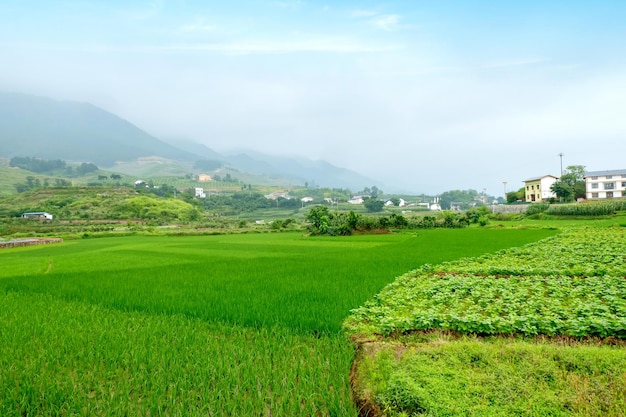 Idyllic scenery Rice terraces in rural China