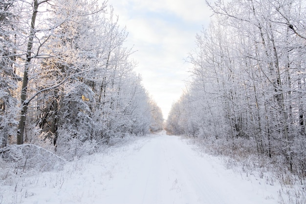 Idyllic winter snowy country road and frosted trees