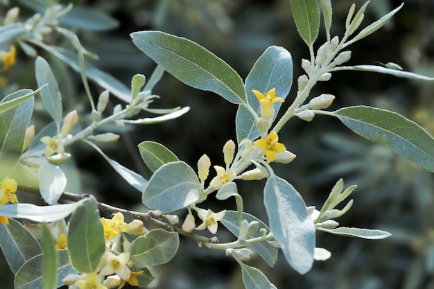 Igde tree with leaves and flowers Elaeagnus