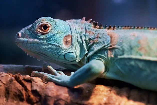 Iguana close up portrait photo 