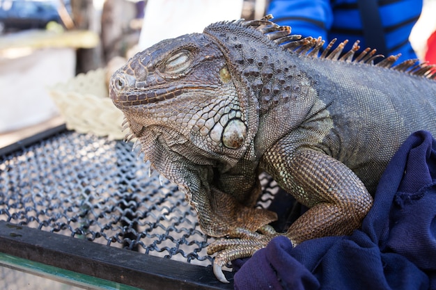 Iguana a close up.