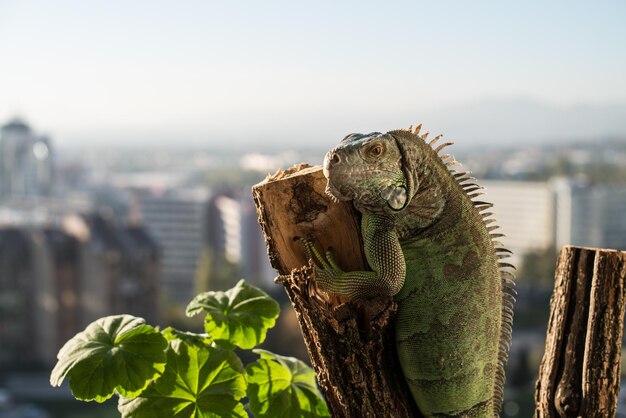 iguana crawling on a piece of wood and posing