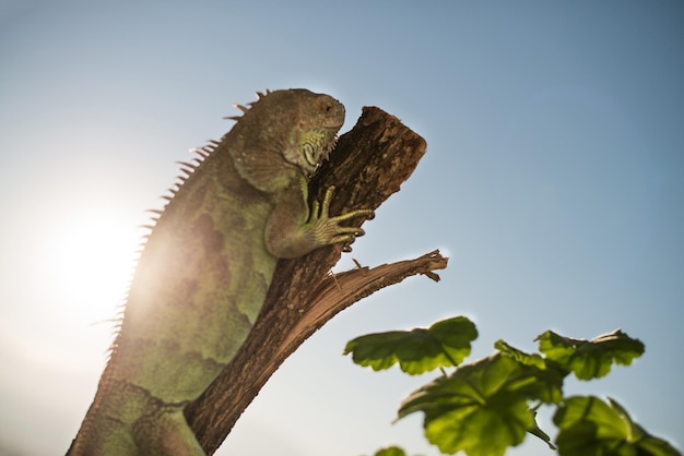 iguana crawling on a piece of wood and posing