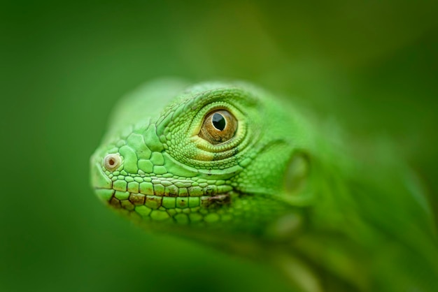 Photo iguana cub in closeup with green background south american and brazilian biodiversity