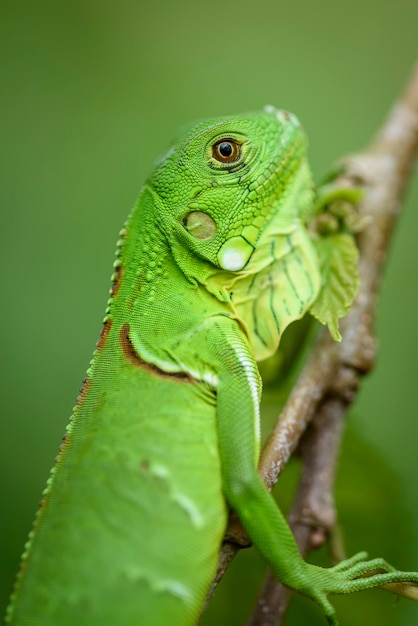 Photo iguana cub in closeup with green blurred background south american and brazilian biodiversity