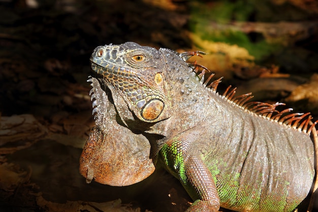 Iguana from mexico profile portrait detail macro