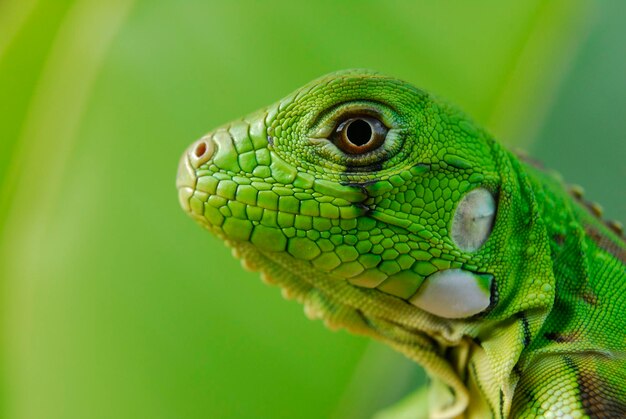 Photo iguana green in closeup with green background south american and brazilian biodiversity